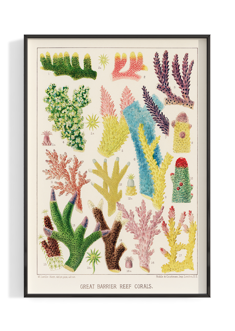 Great Barrier Reef Corals | Poster