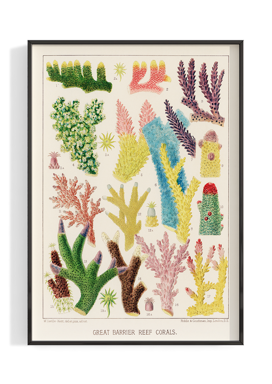 Great Barrier Reef Corals | Poster