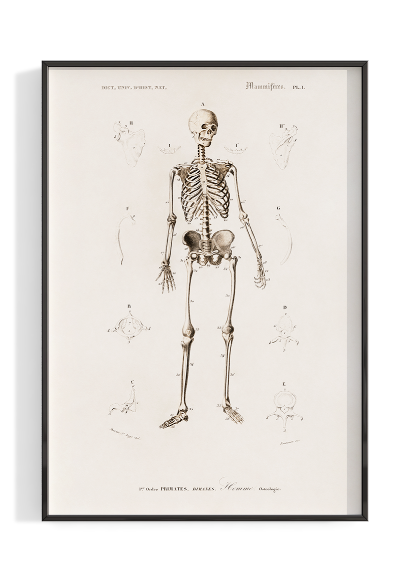 Vintage Skeletal Anatomy Poster