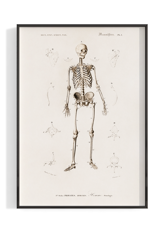 Vintage Skeletal Anatomy Poster