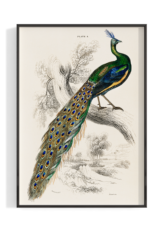 Vintage Peacock Illustration Poster Print