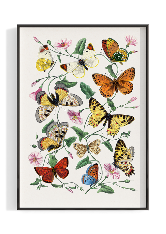 Vintage Butterfly Illustration Poster