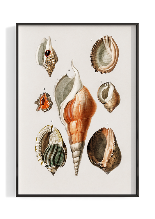 Vintage Shells Poster