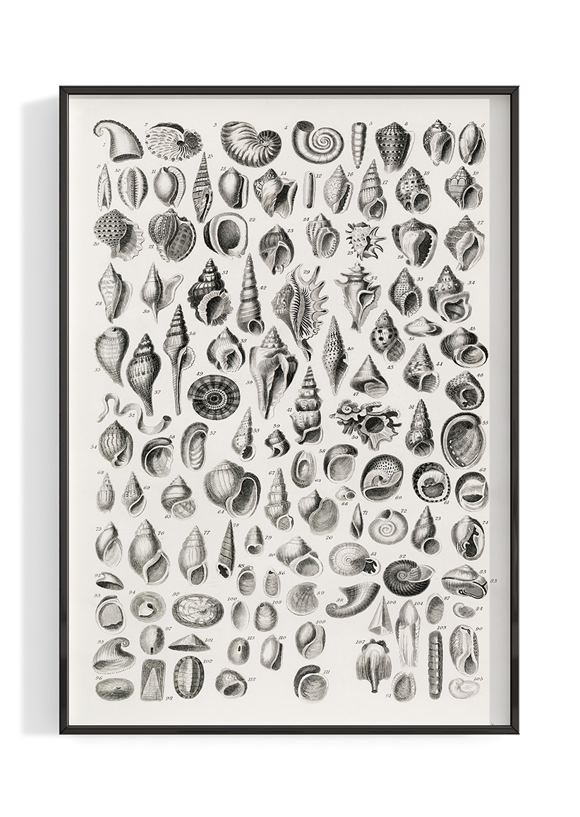 Vintage Conch Shell Chart Poster