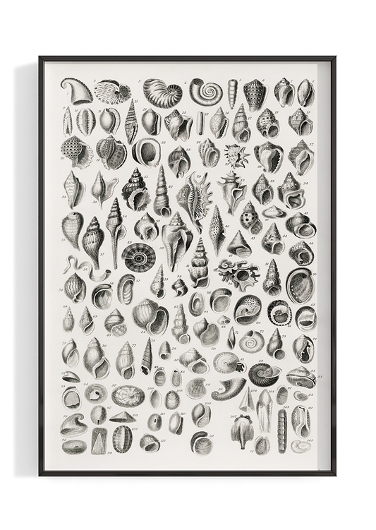 Vintage Conch Shell Chart Poster