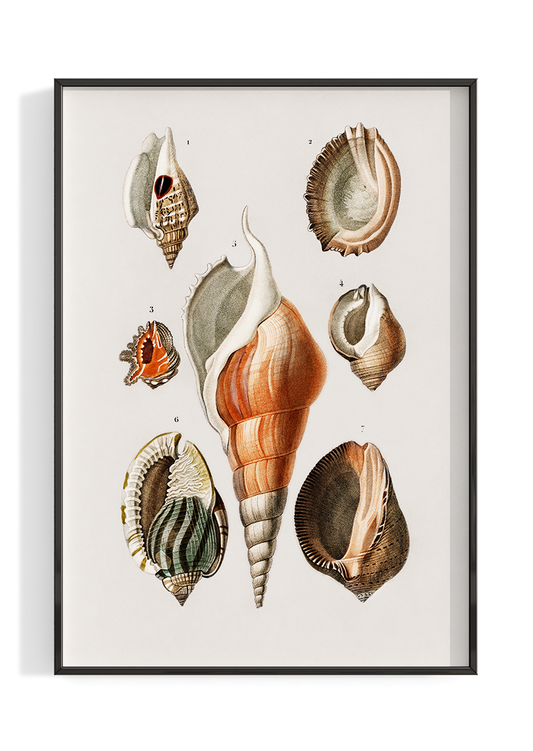 Vintage Shell Chart Illustration Poster