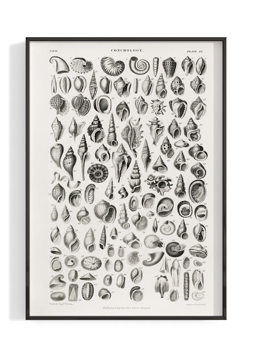 Vintage Shell Chart Illustration Poster