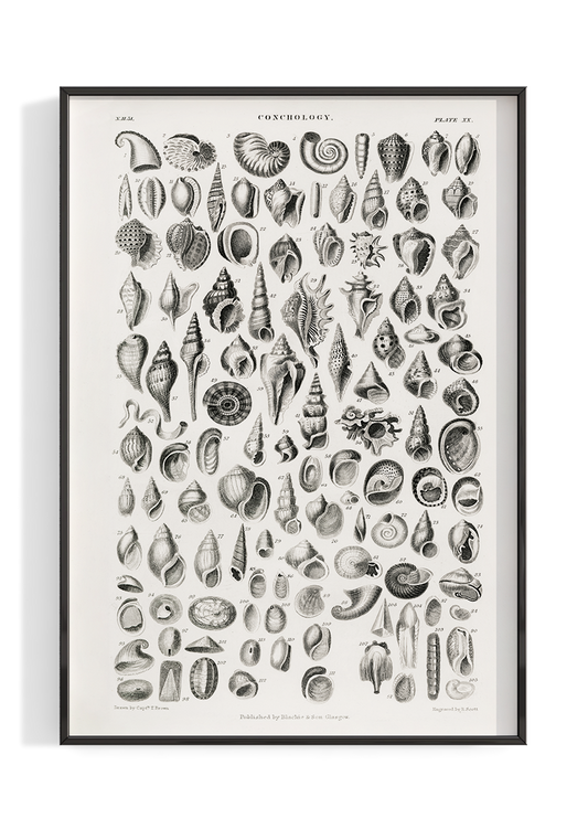 Vintage Shell Chart Illustration Poster