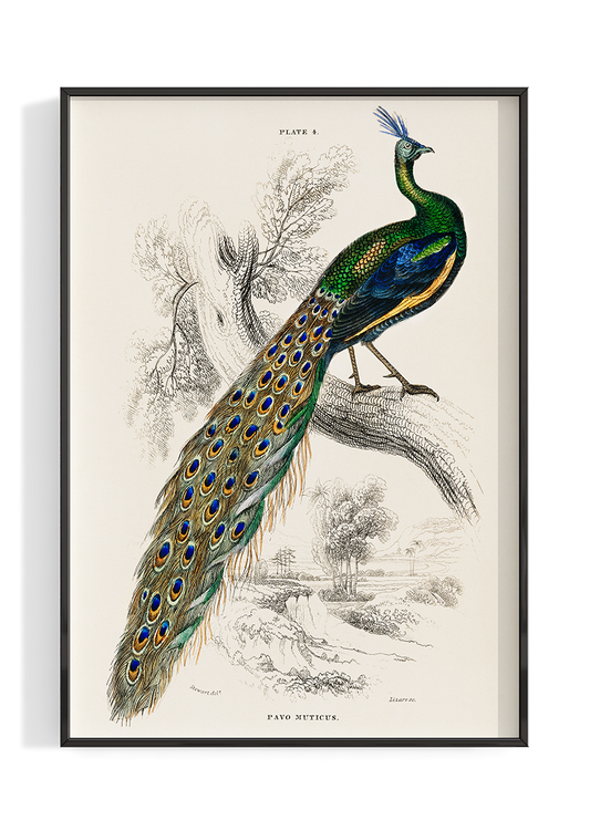 Vintage Peacock Illustration